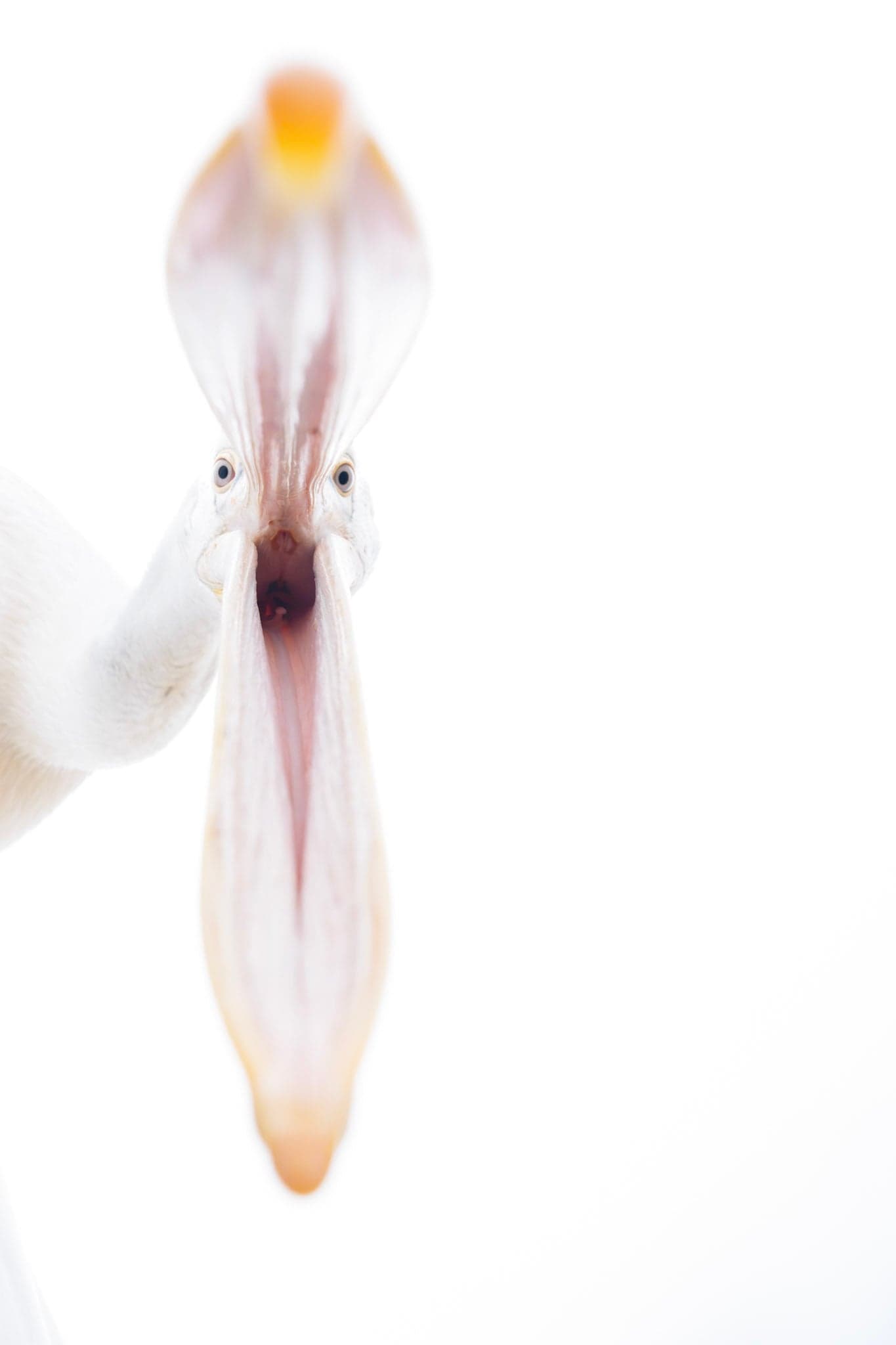 From Nature to Art