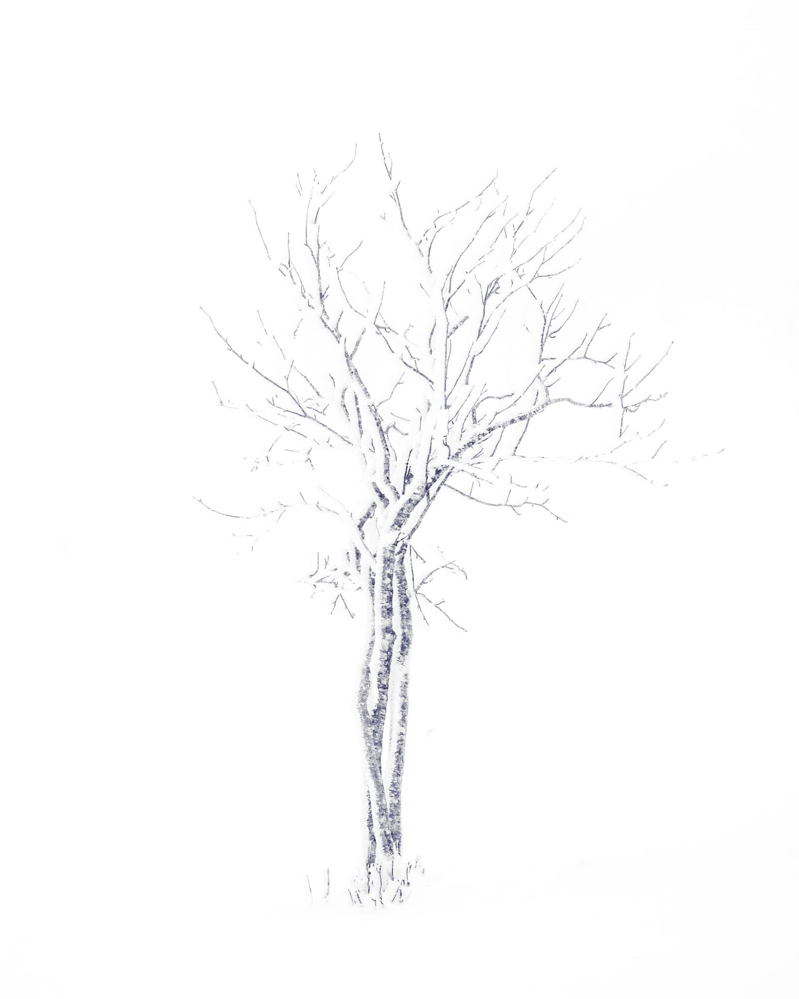 From Nature to Art