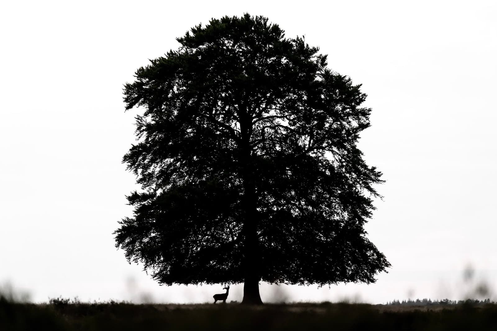 From Nature to Art