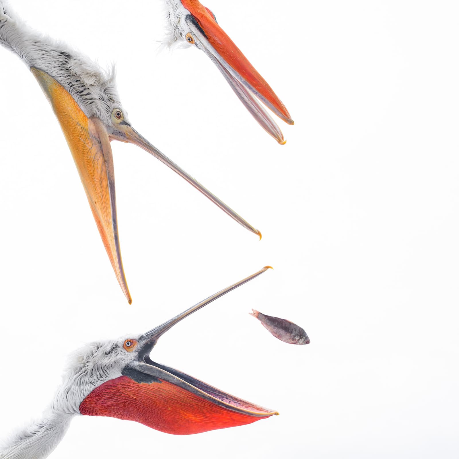 From Nature to Art