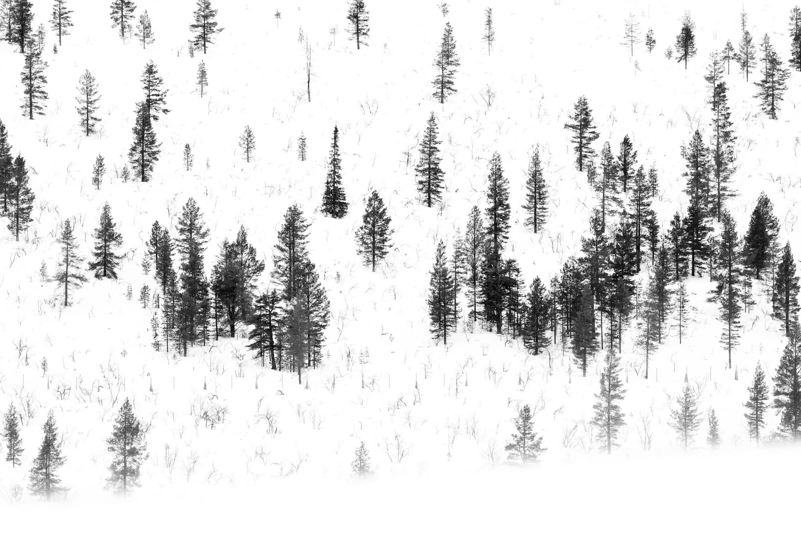 From Nature to Art