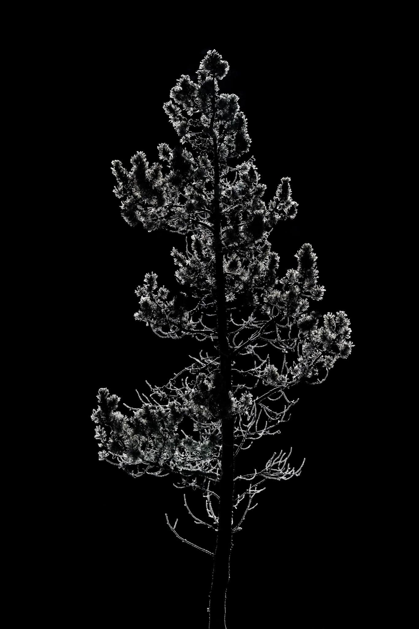 From Nature to Art