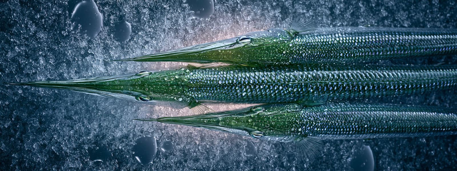 FISH MU3