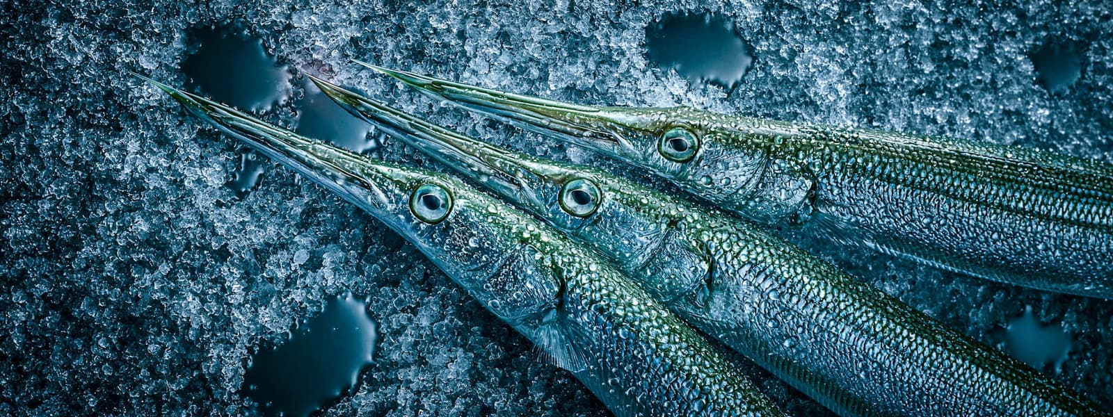 FISH MU4