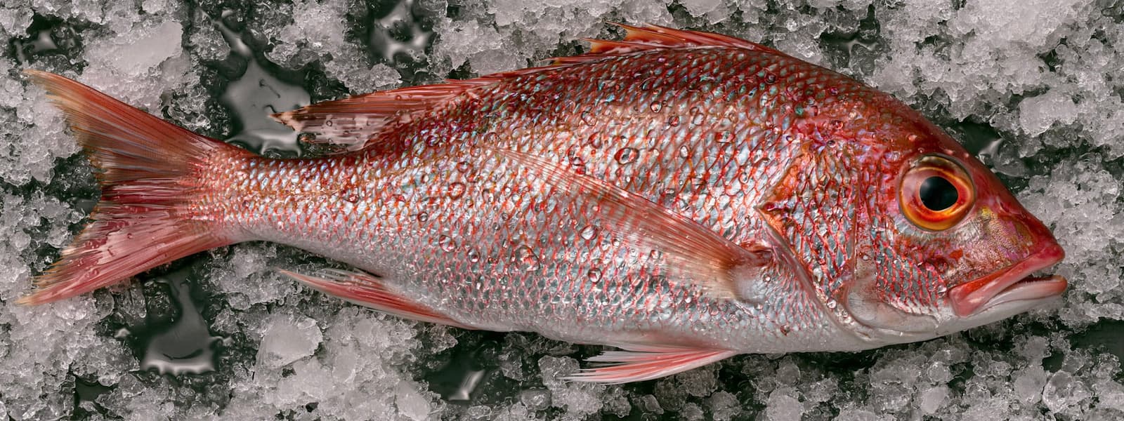 FISH MU7