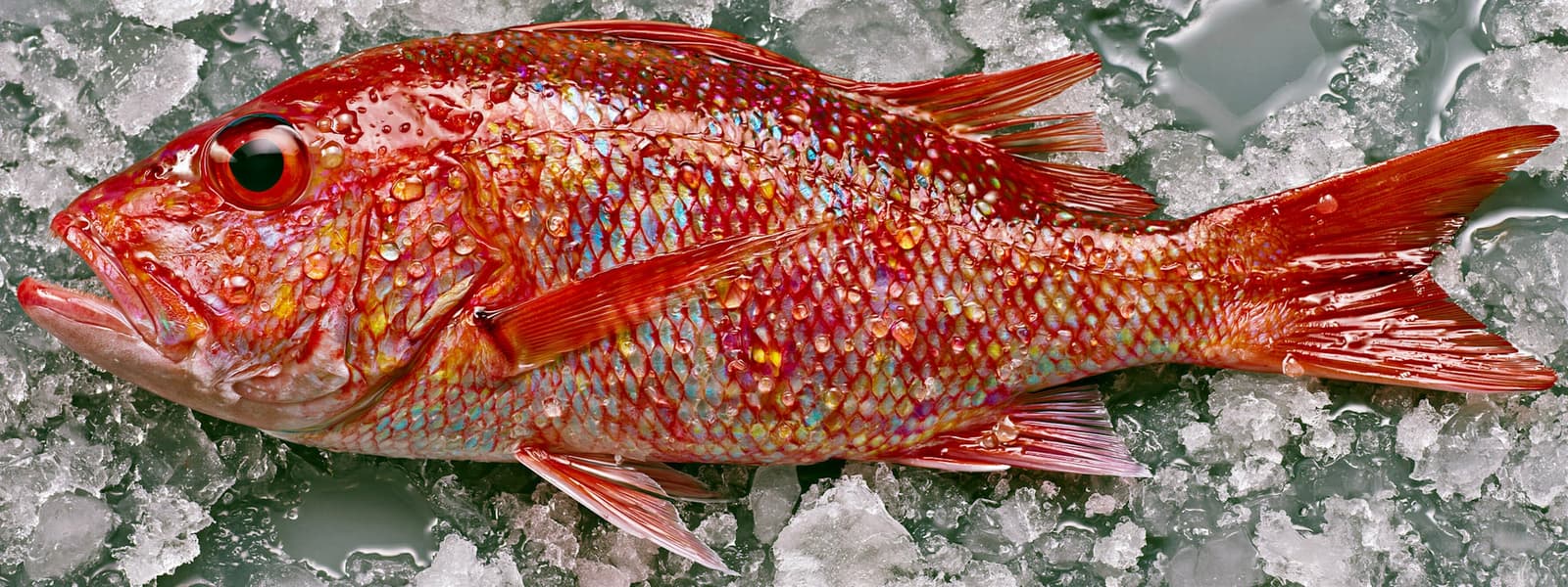 FISH MU8