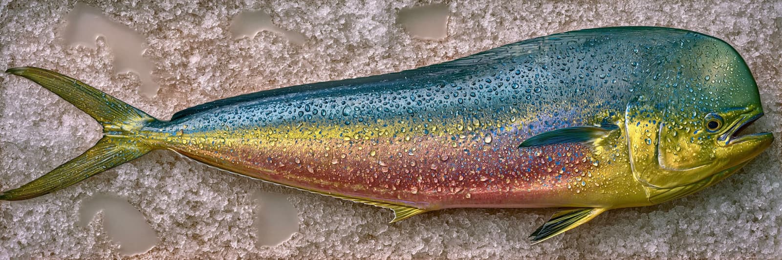 FISH MU5