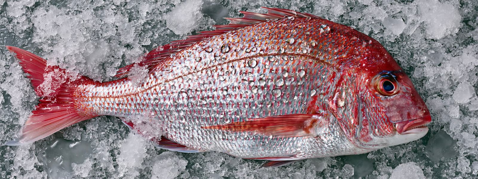 FISH MU9