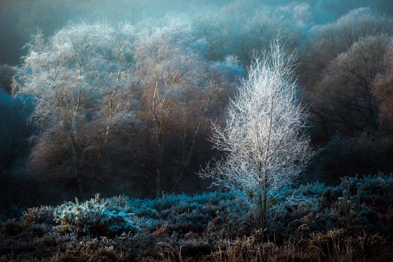 A Winter's Morning