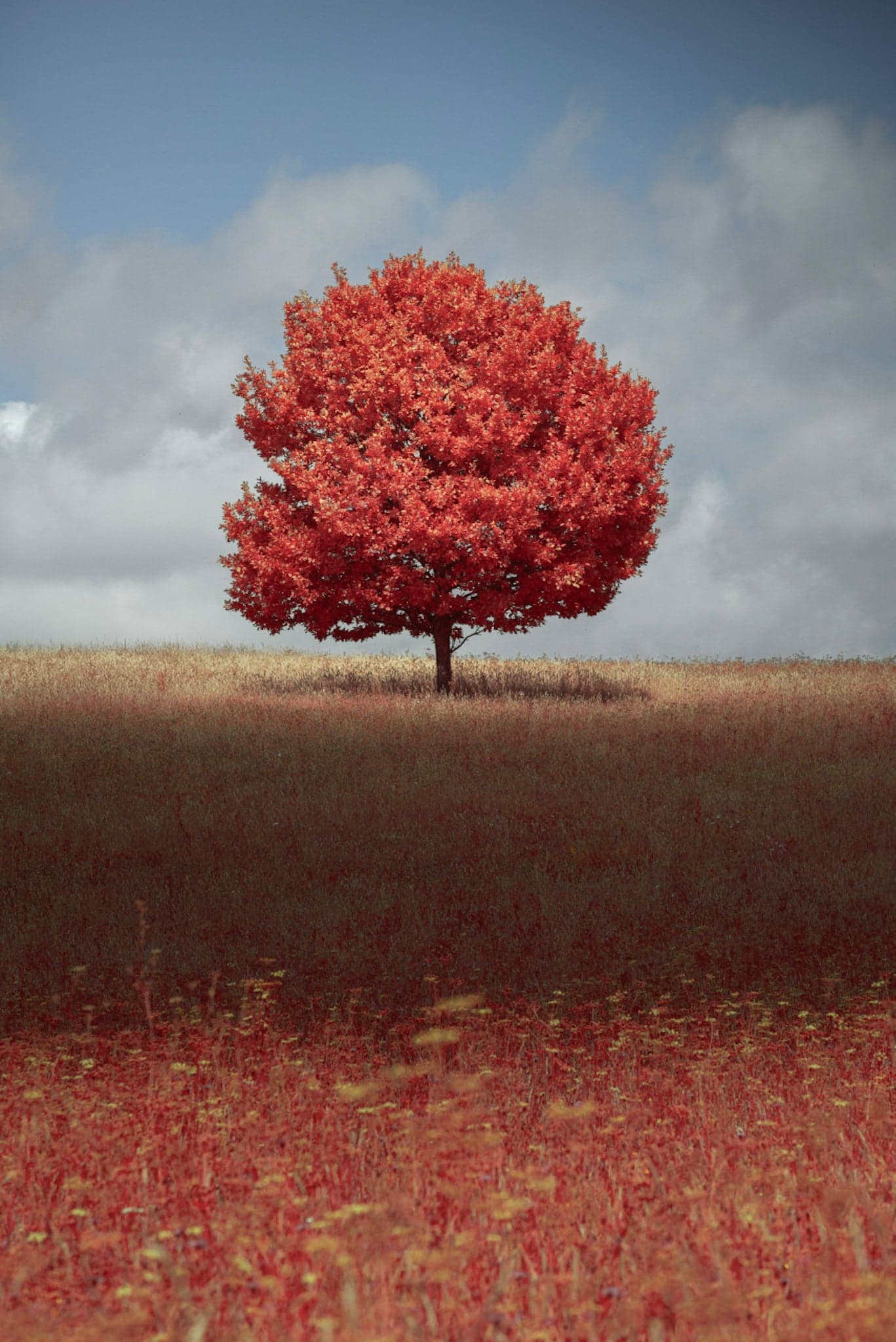 In the Midst of Summer
