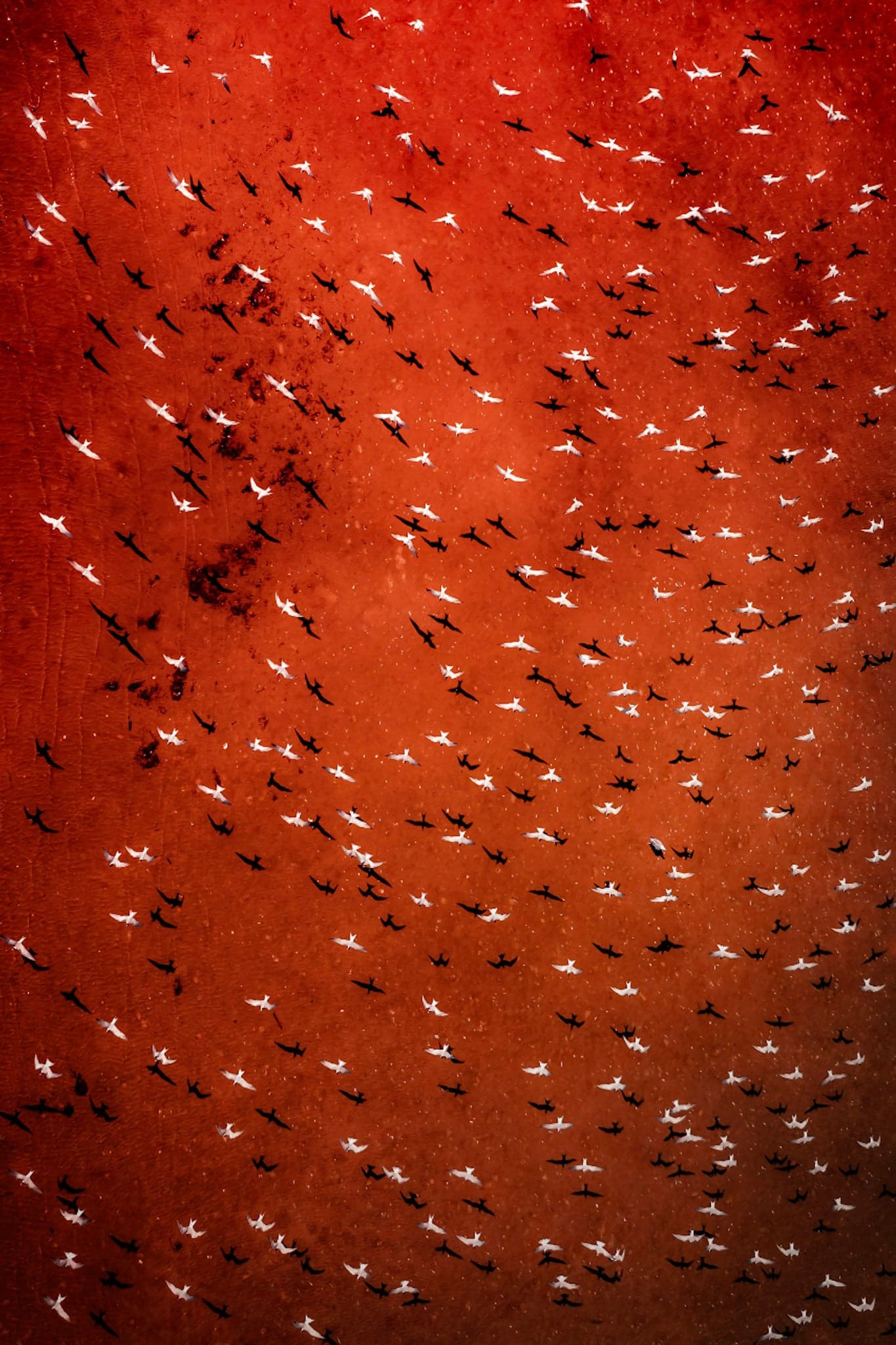 Common Terns