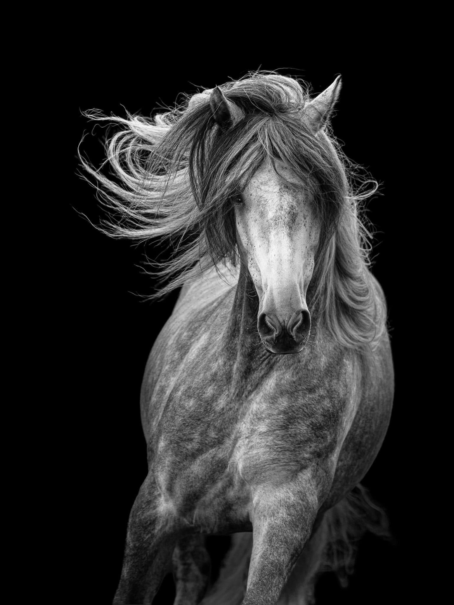 UNBRIDLED