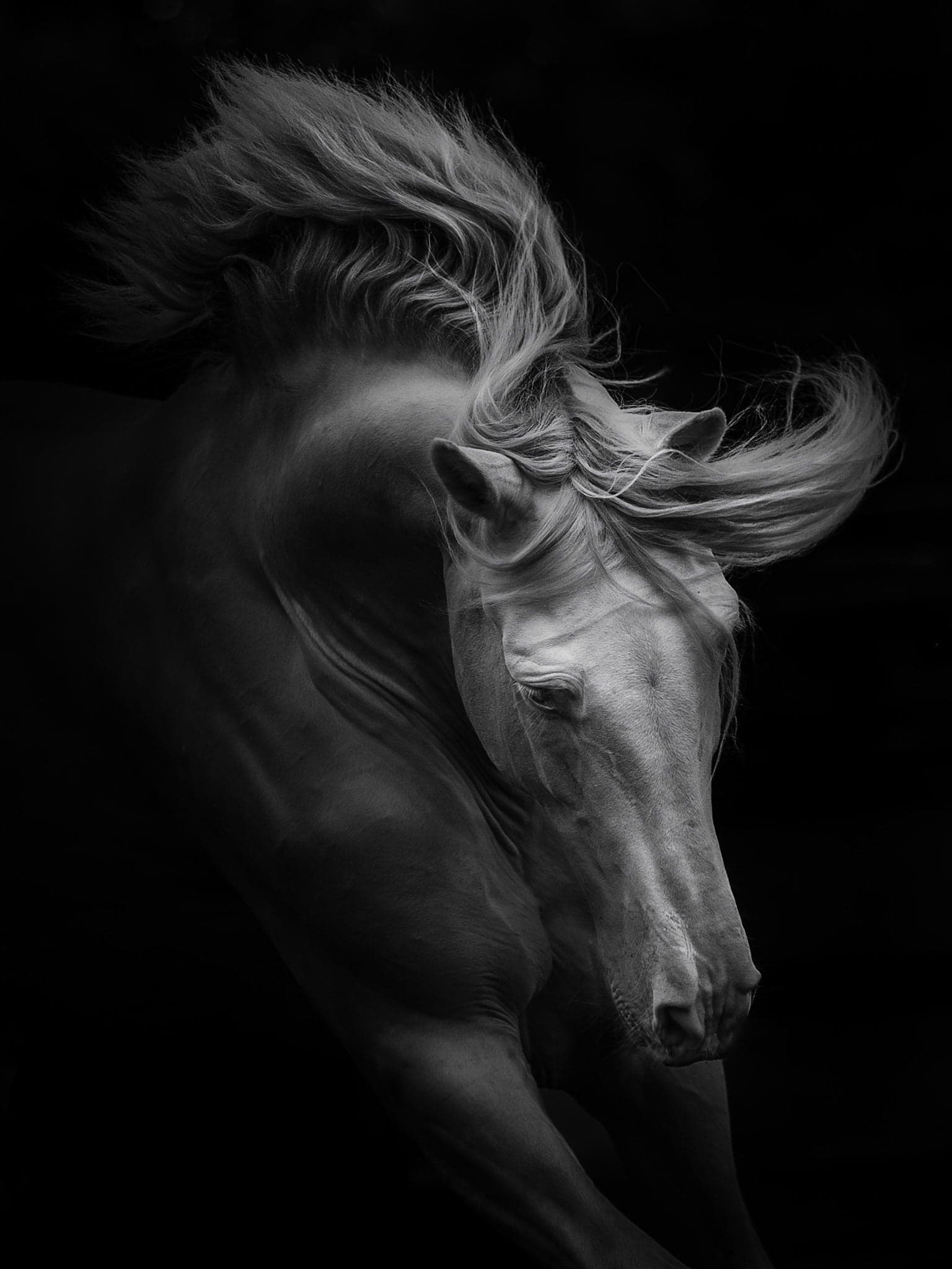 UNBRIDLED