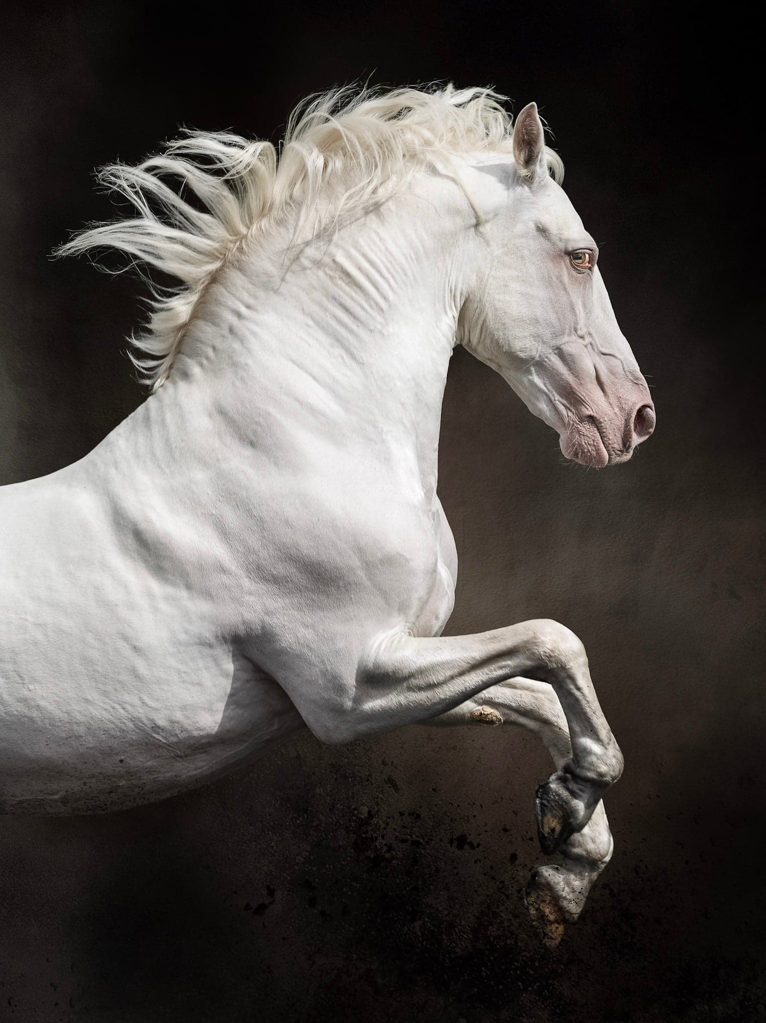 UNBRIDLED