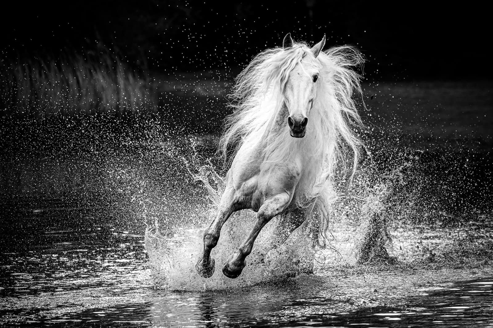 Splash