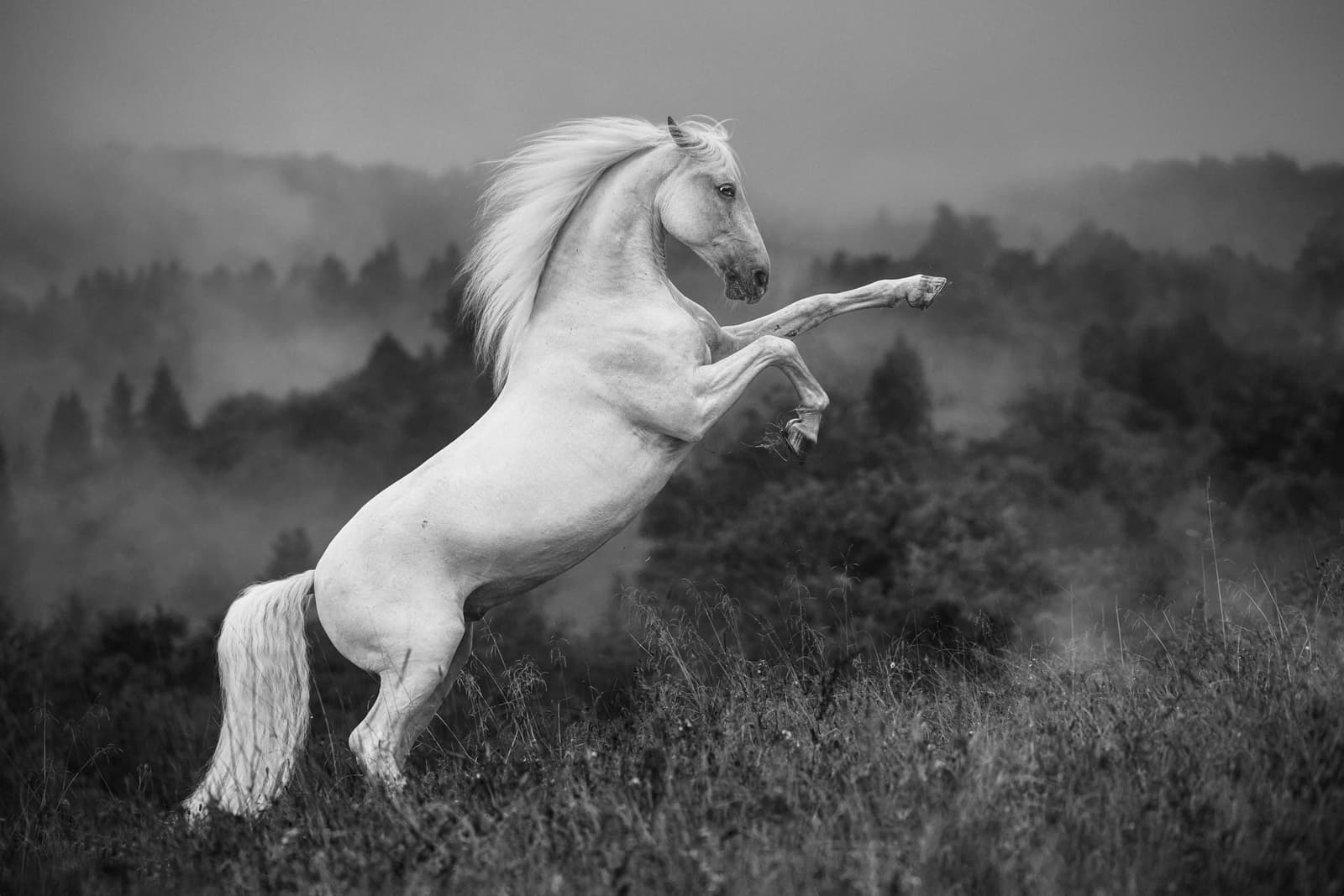 Guardian of the Mist