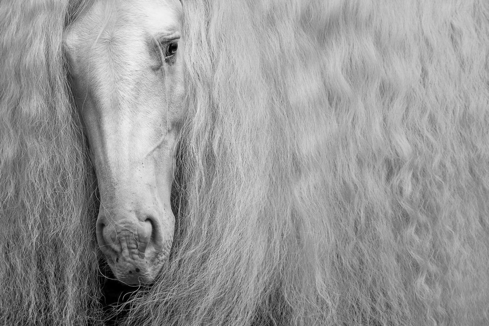 UNBRIDLED