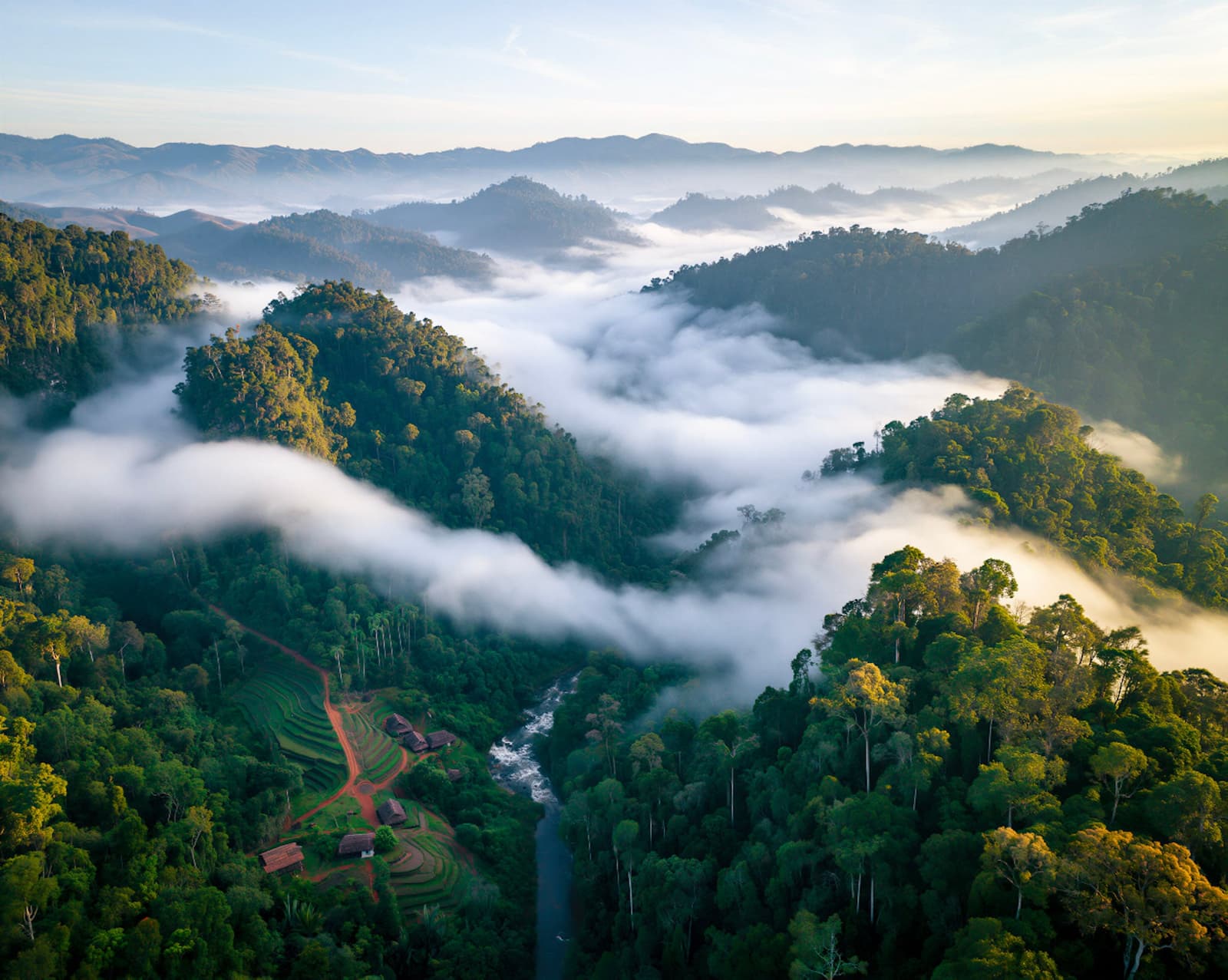Forest beneath the Clouds