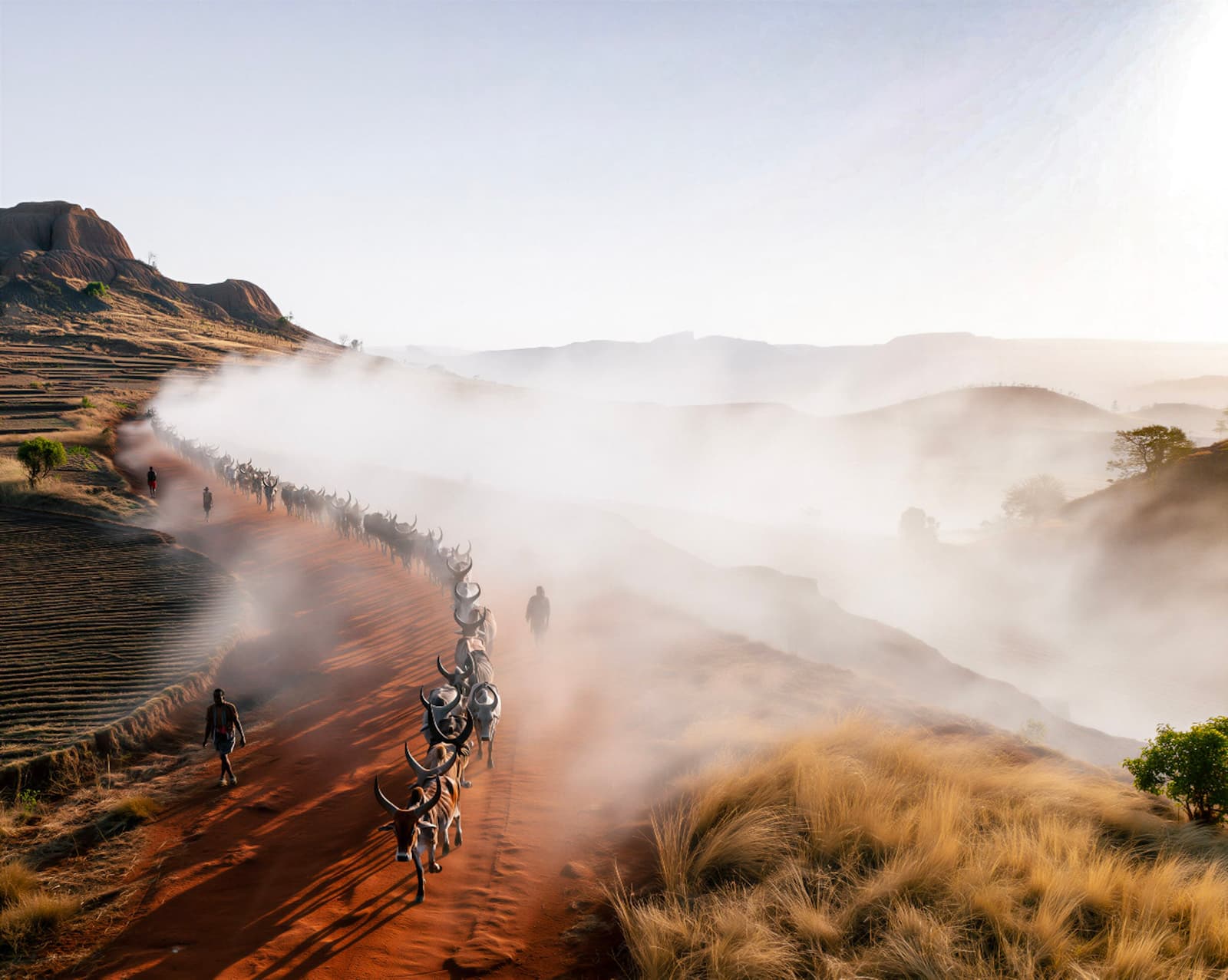 March of the Zebu