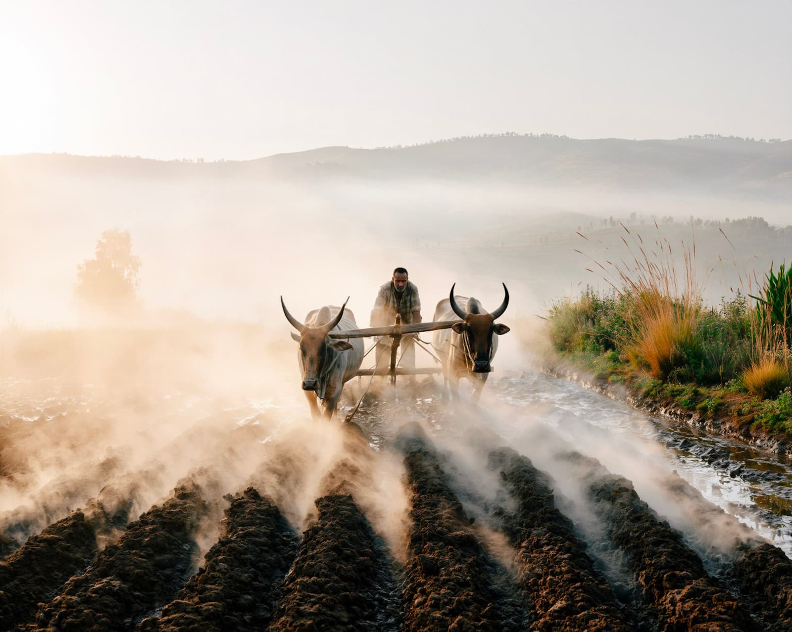 Morning Furrows