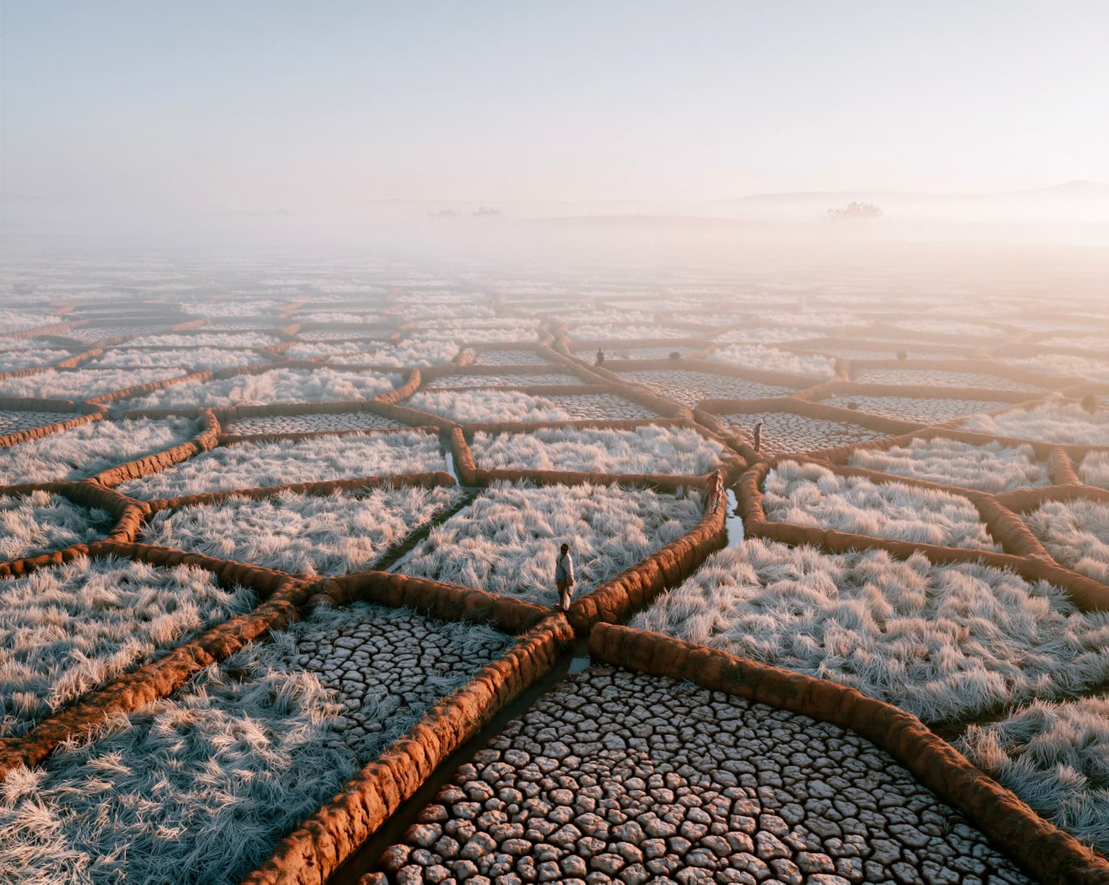 Fields at Dawn