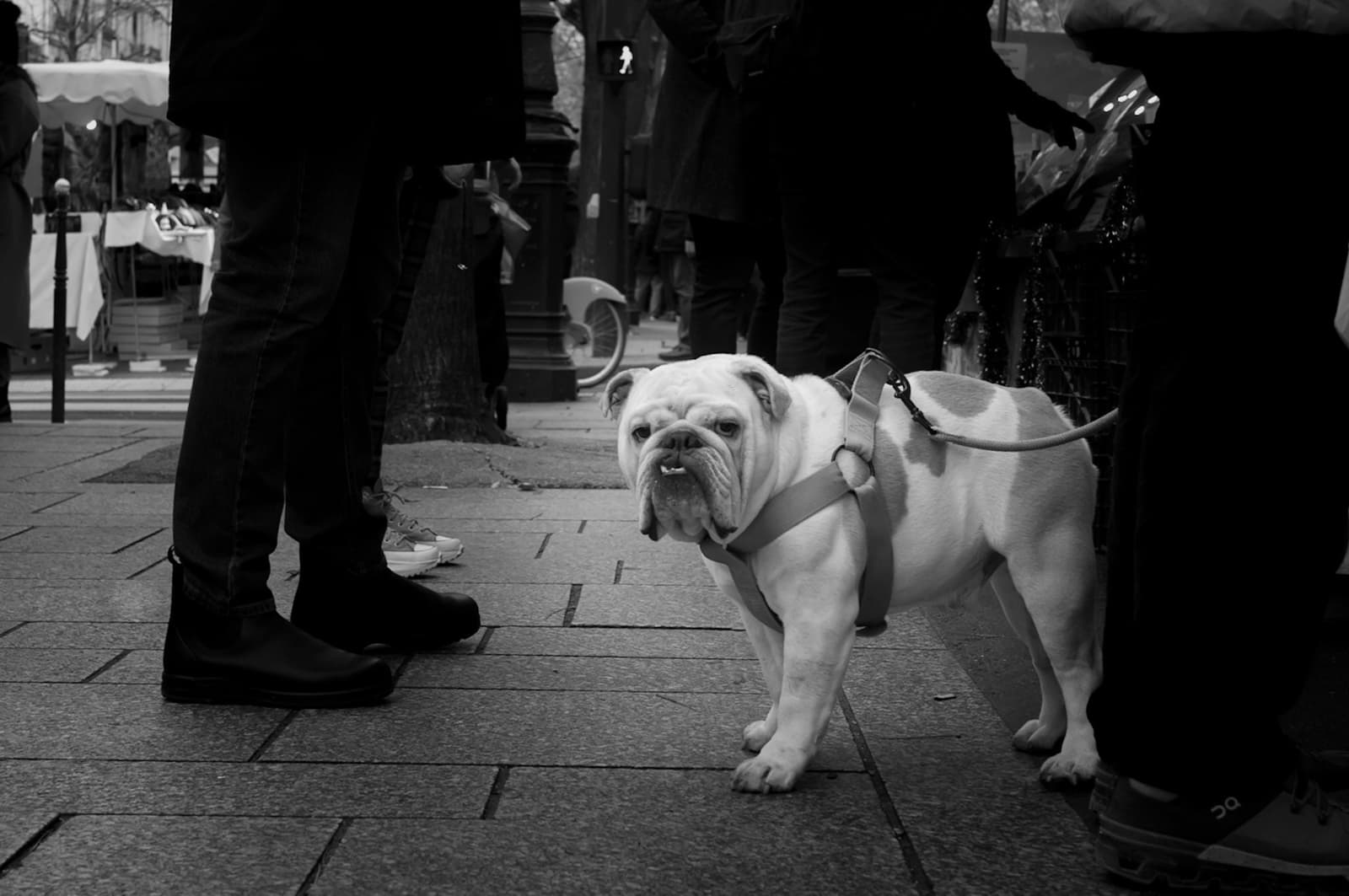Blanc dans la foule