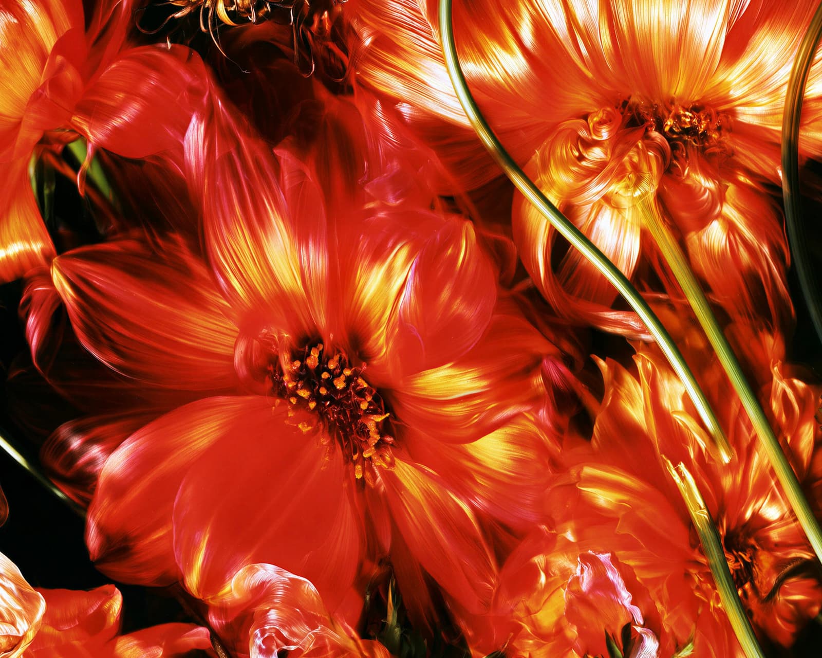 Las flores del amor
